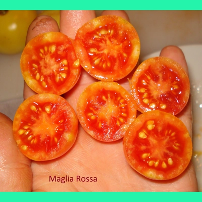 Maglia Rosa, cherry, 15 seeds