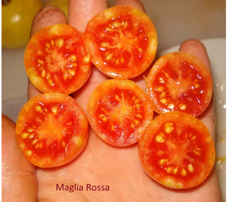 Maglia Rosa, cherry, 15 seeds