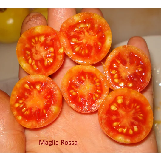 Maglia Rosa, cherry, 15 seeds