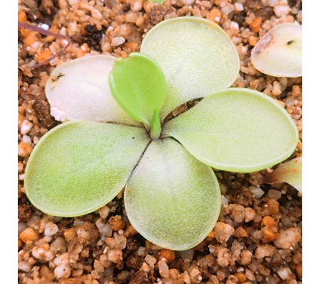 Pinguicula DUHOVKA