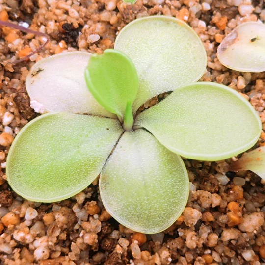 Pinguicula DUHOVKA