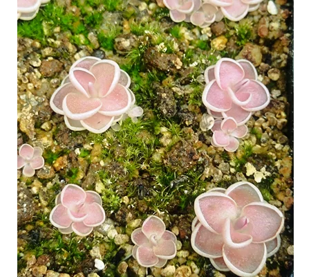 Pinguicula ehlersiae, Tolantongo, Hidalgo