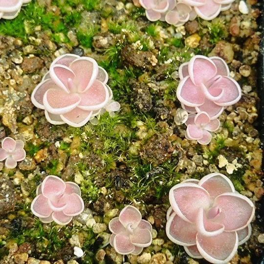 Pinguicula ehlersiae, Tolantongo, Hidalgo