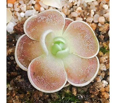Pinguicula sp. El Mirador, Guatemala