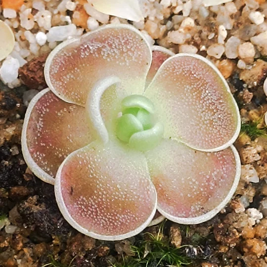 Pinguicula sp. El Mirador, Guatemala