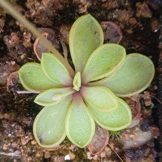 Pinguicula emarginata Pale flower
