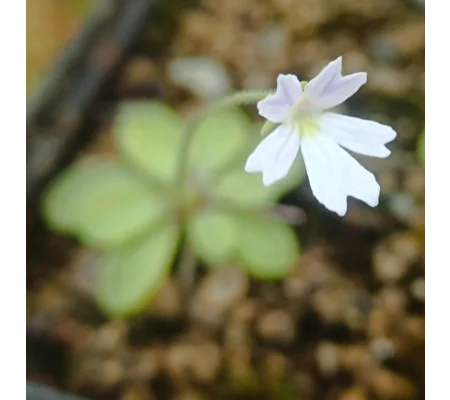 Pinguicula emarginata Pale flower