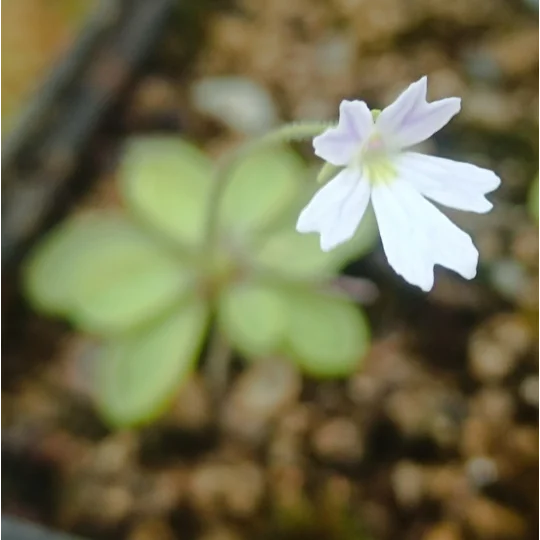 Pinguicula emarginata Pale flower