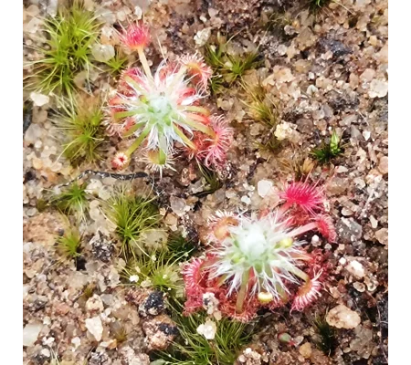Drosera eneabba A, 10+ gemmae