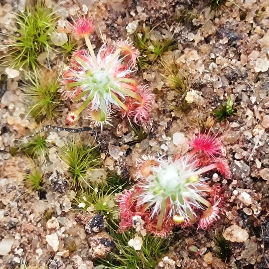 Drosera eneabba A, 10+ gemmae
