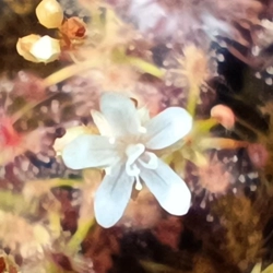 Drosera enodes, 10+ gemmae