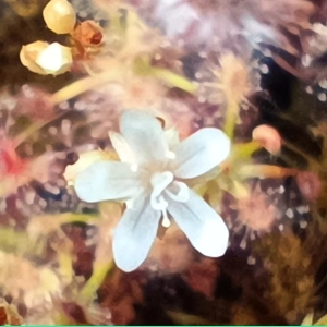 Drosera enodes, 10+ gemmae