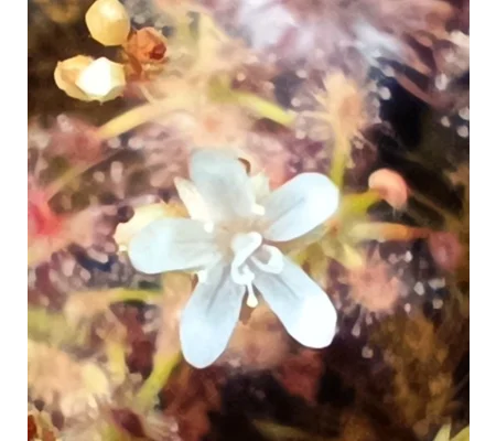 Drosera enodes, 10+ gemmae