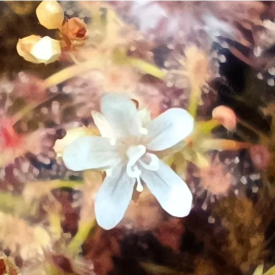 Drosera enodes, 10+ gemmae