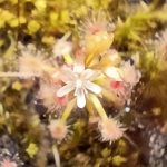 Drosera enodes, 10+ gemmae