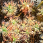 Drosera enodes, 10+ gemmae