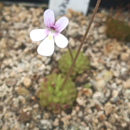 Pinguicula esseriana El Cielo Biosphere Reserve, Tamaulipas