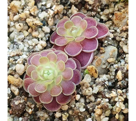 Pinguicula esseriana El Cielo Biosphere Reserve, Tamaulipas