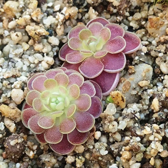 Pinguicula esseriana El Cielo Biosphere Reserve, Tamaulipas