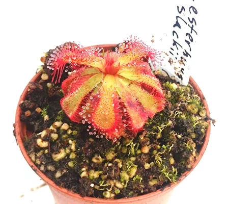 Drosera esterhuyseniae x slackii