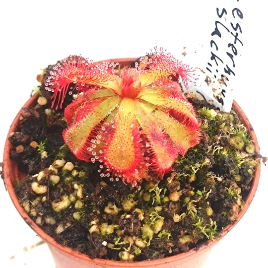 Drosera esterhuyseniae x slackii