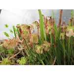 Sarracenia x excellens (S. leucophylla x minor var. okeefenokeensis)