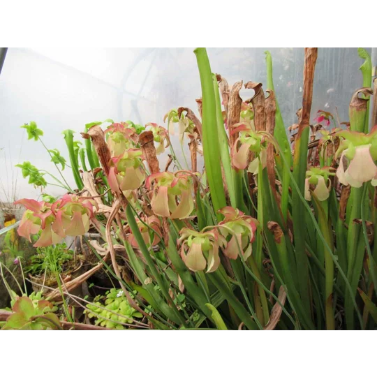 Sarracenia x excellens (S. leucophylla x minor var. okeefenokeensis)