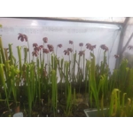 Sarracenia rubra subsp. gulfensis