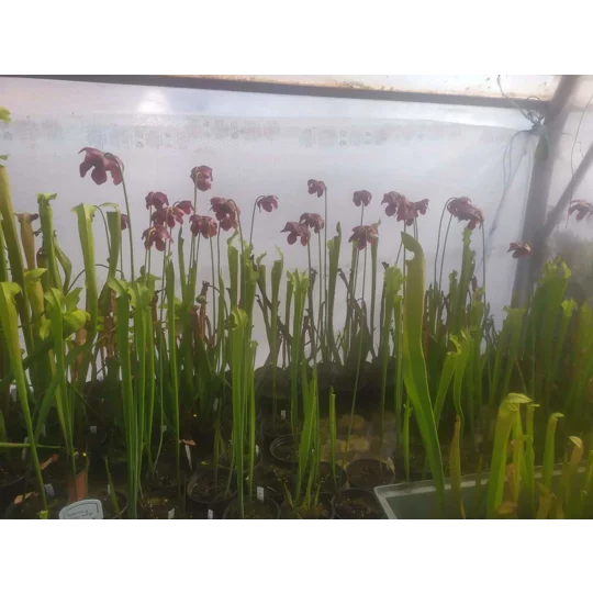Sarracenia rubra subsp. gulfensis
