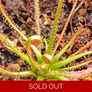 Drosera filiformis