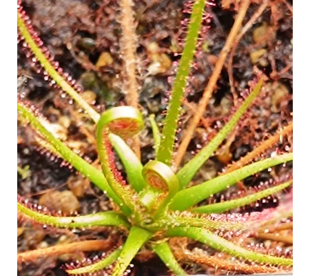 Drosera filiformis