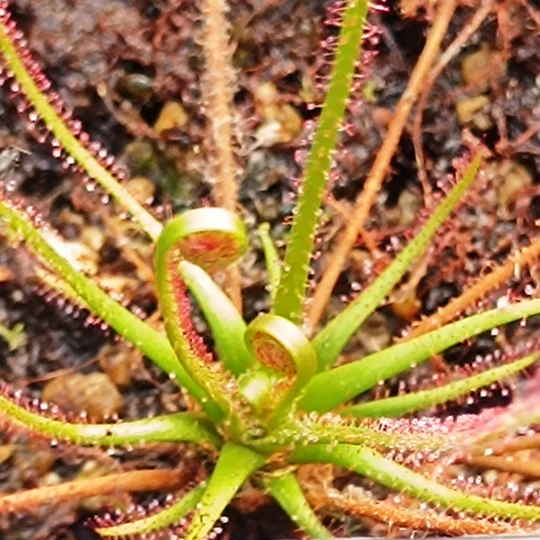Drosera filiformis, 30 seeds