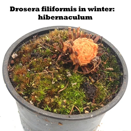 Drosera filiformis