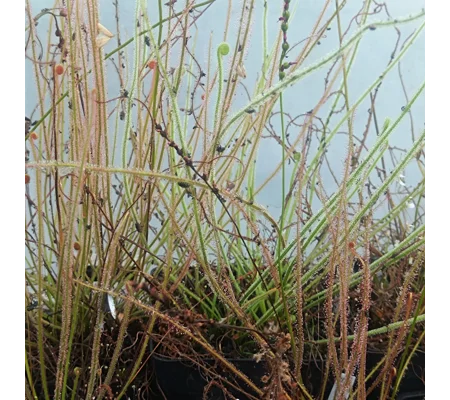 Drosera filiformis MIX, 50 seeds
