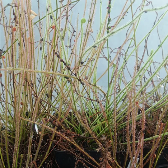 Drosera filiformis MIX, 50 seeds