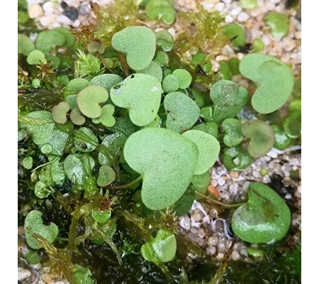 Utricularia gemniloba