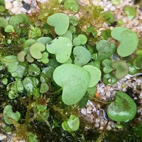 Utricularia gemniloba