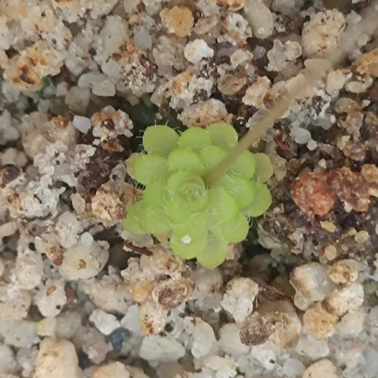 Pinguicula gracilis Sierra de las Mitras, Nuevo León