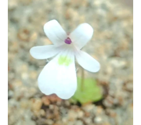 Pinguicula gracilis Sierra de las Mitras, Nuevo León