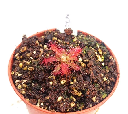 Drosera graomogolensis Minas Gerais, Brazil