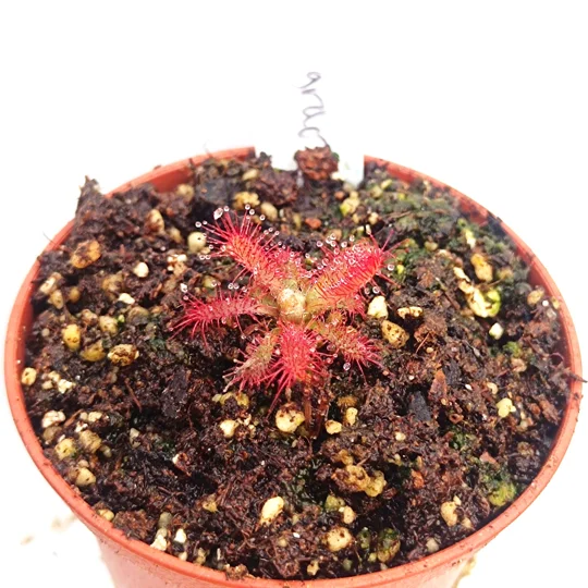 Drosera graomogolensis Minas Gerais, Brazil