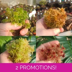 Live Sphahnum 250 mL, mix of species