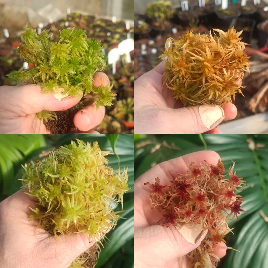 Live Sphahnum 250 mL, mix of species