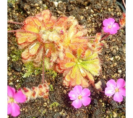 Drosera spatulata var. gympiensis, Gympie, AU, 30 seeds