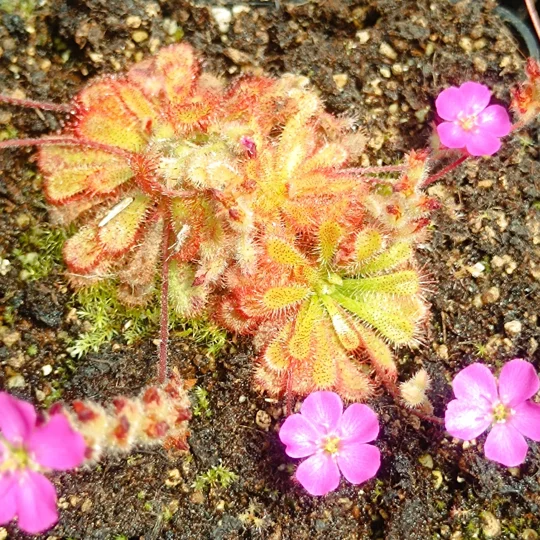 Drosera spatulata var. gympiensis, Gympie, AU, 30 seeds