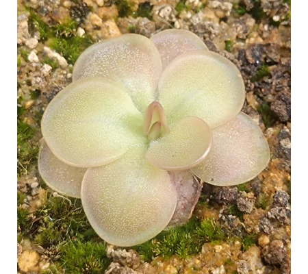 Pinguicula HANKA