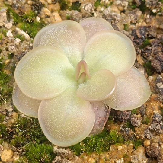 Pinguicula HANKA