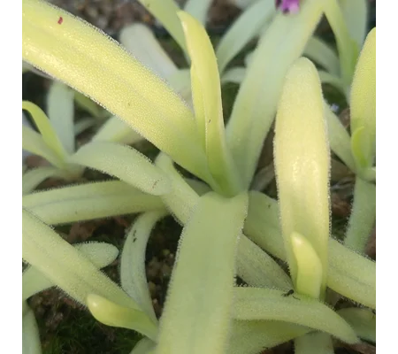 Pinguicula HAWKESBURY