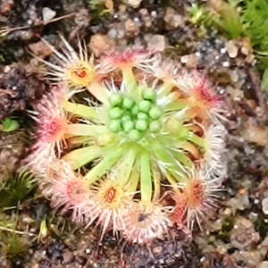 Drosera helodes Bullsbrook, 10+ gemmae