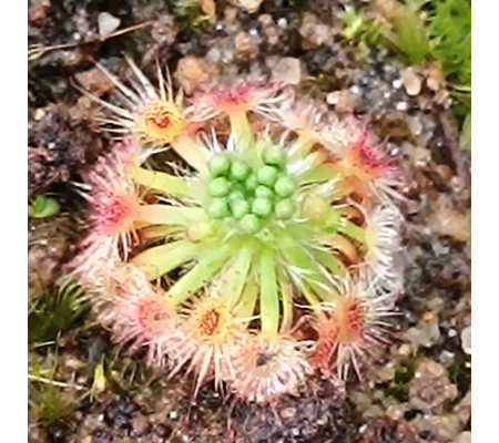 Drosera helodes Bullsbrook, 10+ gemmae